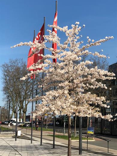 Kirschblüte auf dem Campus der Hochschule Düsseldorf