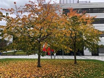 Herbst Campus Derendorf